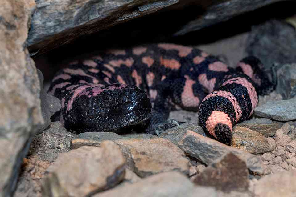 GLP-1 and Gila Monster Venom: Toxins And Diabetes Treatments featured image