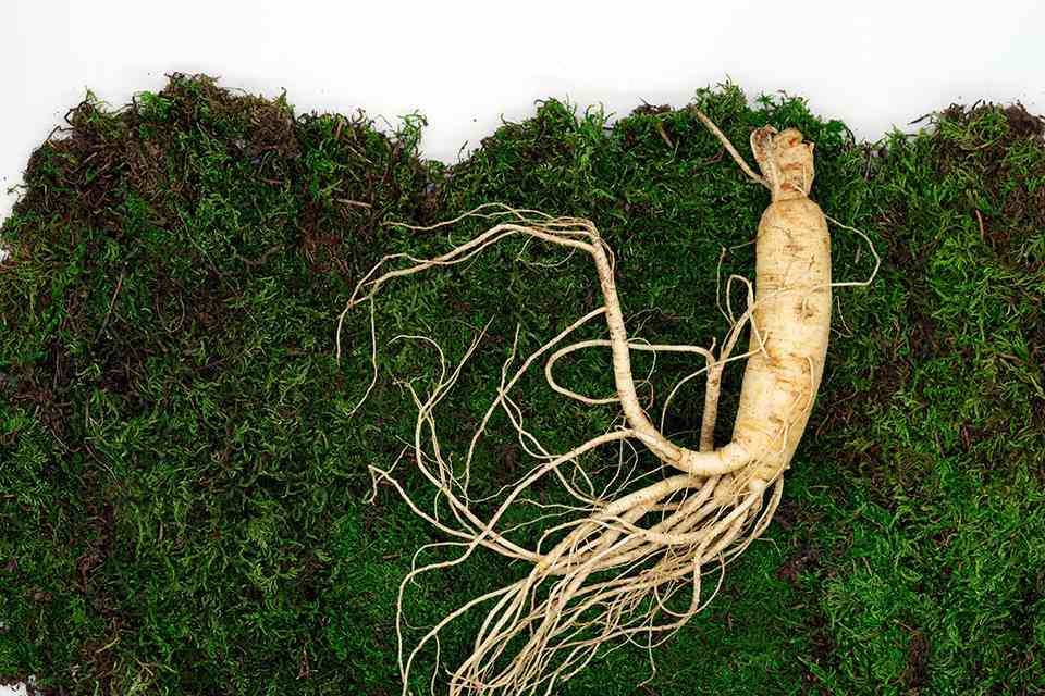 Roter Ginseng erhöht den GLP-1-Spiegel und senkt den Blutzuckerspiegel featured image