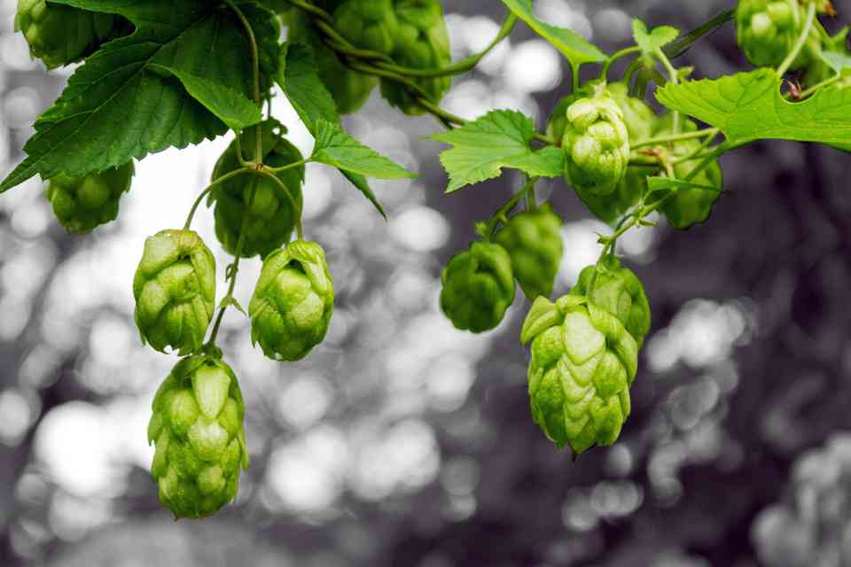 Vom übermäßigen Essen zum achtsamen Essen: Wie der Calocurb GLP-1 Aktivator funktioniert featured image